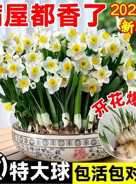 漳州水仙花种球种子盆栽水养花卉球种室内冬季水培植物花球带花苞