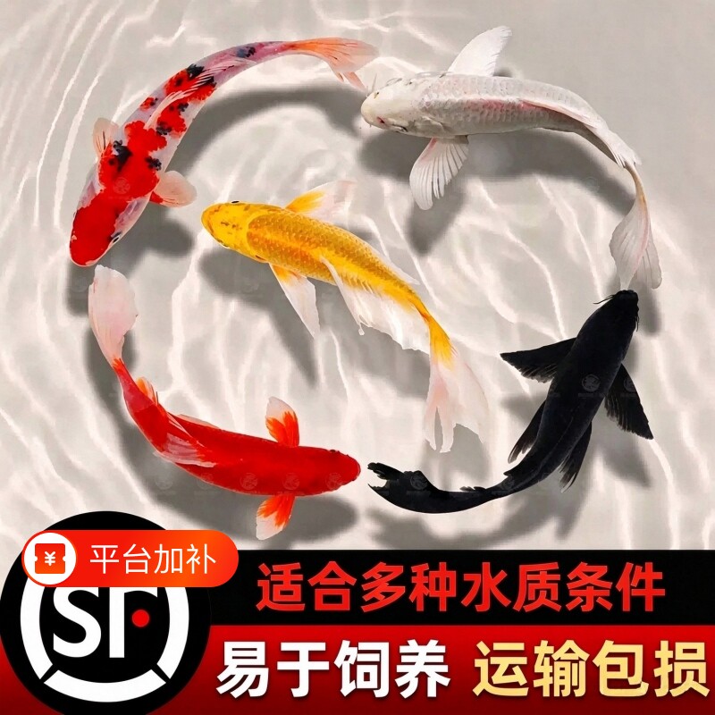 锦鲤活鱼观赏鱼长尾大型锦鲤淡水冷水鱼适应性强易于饲养锦鲤鱼苗