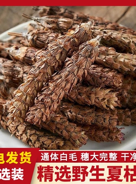 野生夏枯草中草药材白毛夏枯球泡水喝草夏菇草夏谷草新鲜中药菊花