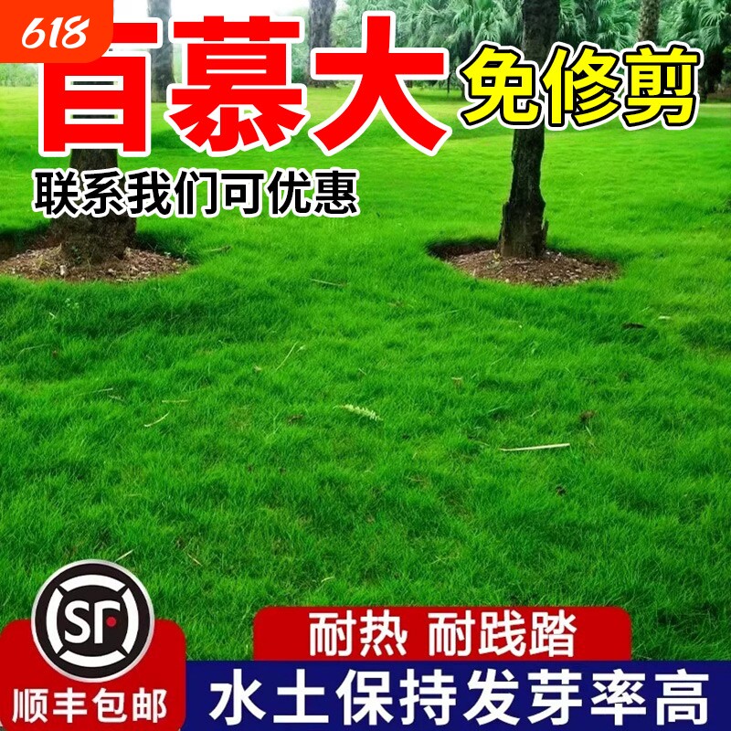 百慕大草籽矮生四季常青球场庭院护坡绿化草种子免修剪青草坪草籽