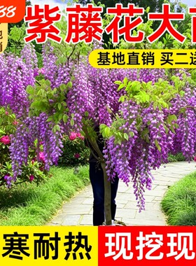 紫藤花树苗庭院花卉紫藤萝室外爬藤植物大树开花盆栽重瓣小苗种植