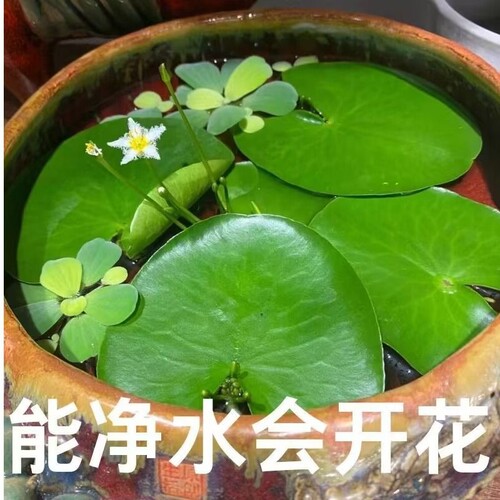 一叶莲水培植物带花苞碗莲