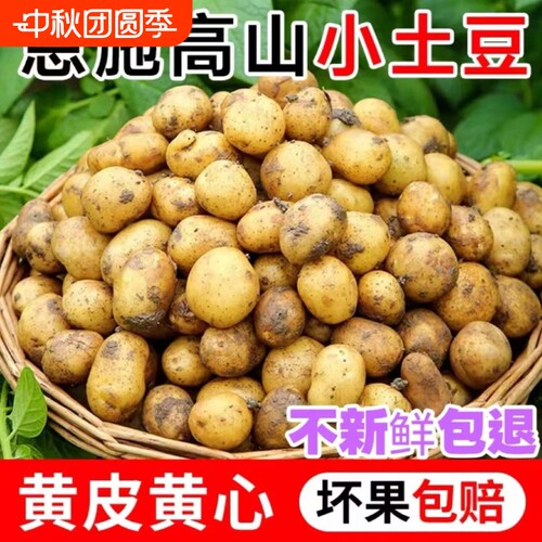 湖北恩施富硒土豆高山黄心洋芋农家自留现挖粉糯新鲜老品种黄皮