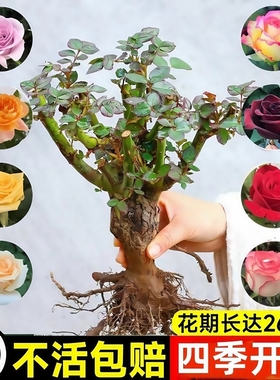 玫瑰花树苗带花苞特大花卉绿植物盆栽室内阳台月季蔷薇四季开花