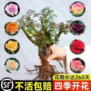 玫瑰花树苗带花苞特大花卉绿植物盆栽室内阳台月季 开花 蔷薇四季