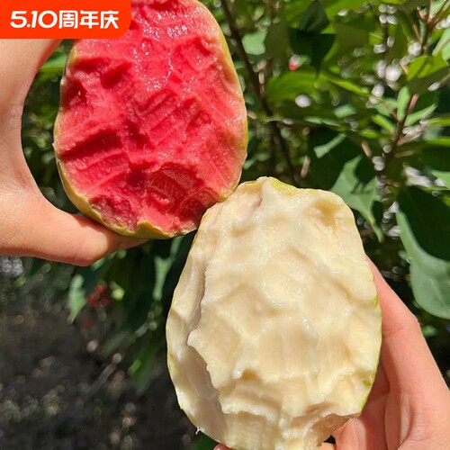 正宗广东番石榴红白双拼