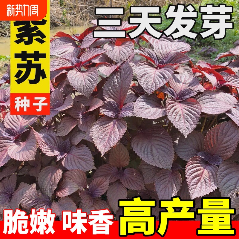 紫苏籽种食用老品种四季双面紫苏大叶耐热阳台盆栽种植蔬菜种子孑