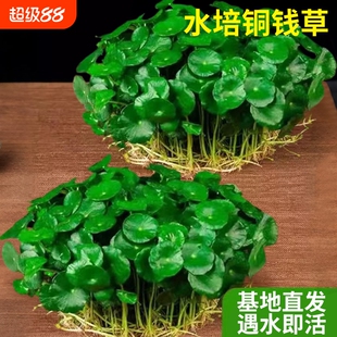精品大叶铜钱草水培植物室内好养绿植鱼缸水草专用金钱草好养活
