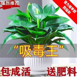 金钻绿植盆栽绿萝箩室内植物花卉水培办公室多肉净化空气去除甲醛