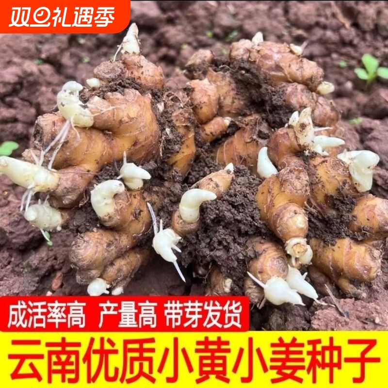云南生姜种子批发|超6000次加购