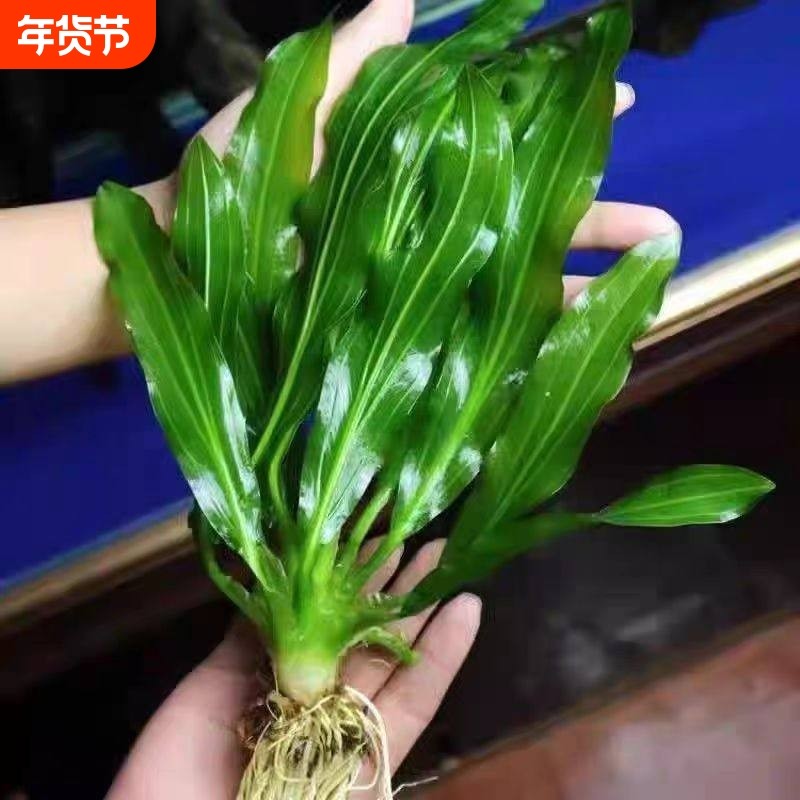 特价水草绿九冠鱼缸水族箱造景活体阴性草沉木植物大叶皇冠水质