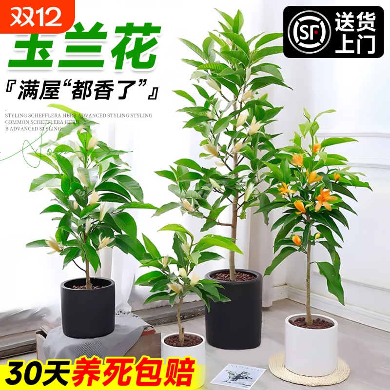 白玉兰花树苗带花苞原生老桩