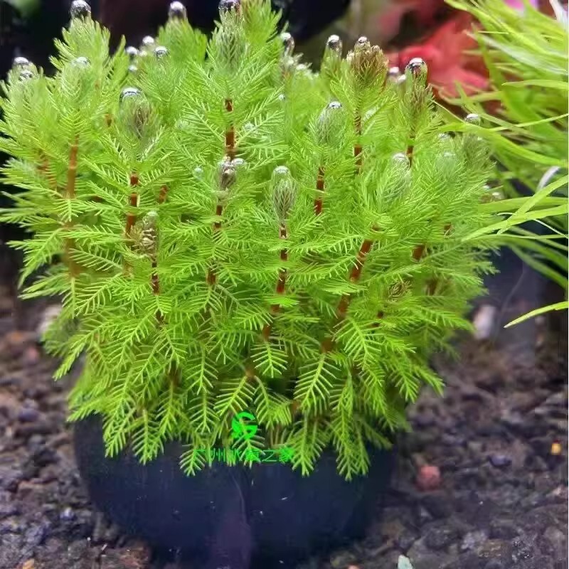 狐尾藻坨草水草鱼缸水草造景鱼草缸绿植活净水懒人养鱼羽毛淡水