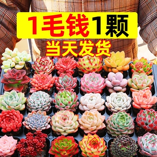 多肉植物室内盆栽大颗好养精品罕见品种名贵老桩玉露法师阳台客厅