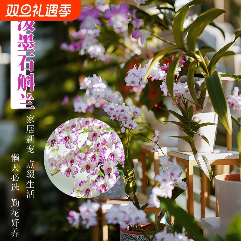 精品秋石斛兰花苗室内盆栽白泼墨阳台好养浓香水培花卉绿植客厅