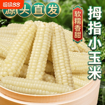 云南版纳正宗拇指小糯玉米