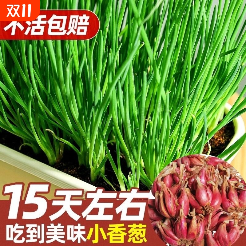 四季种植小香葱种红葱头