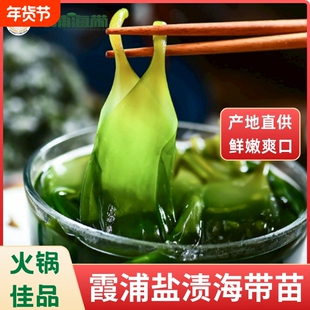 霞浦新鲜当季盐渍海带嫩苗盐渍海带苗地标特产凉拌火锅食材非干货