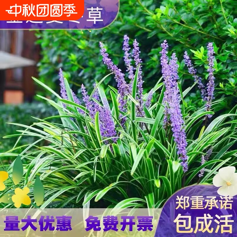 金边麦冬草植物庭院地被										