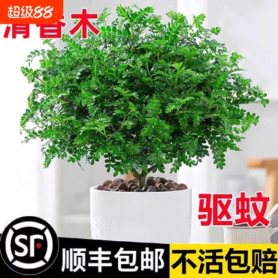 清香胡椒木绿植驱蚊草花卉植物室内树苗九里香清香木老桩盆栽客厅