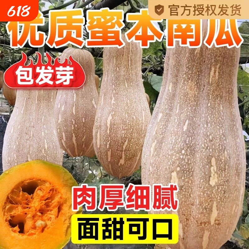 超甜蜜本南瓜种子 甜面细腻肉质面 春季秋季四季蔬菜籽大田高产孑