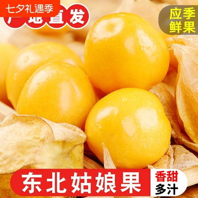 正宗东北姑娘果当季新鲜水果现摘灯笼果薄皮产地直发整箱菇娘应季