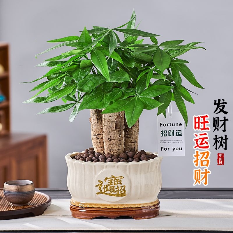 发财树书桌办公室客厅室内摆件桌面老桩好养盆栽净化空气绿植招财