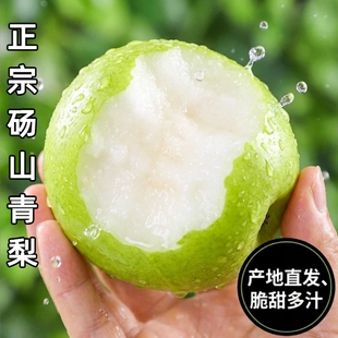 正宗砀山青梨新鲜水果皇冠梨10斤当季青皮蜜梨整箱包邮现摘果子