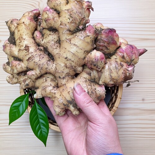 云南高山小黄姜老姜新鲜辛辣农家自种山地老辣生姜片姜汁食用