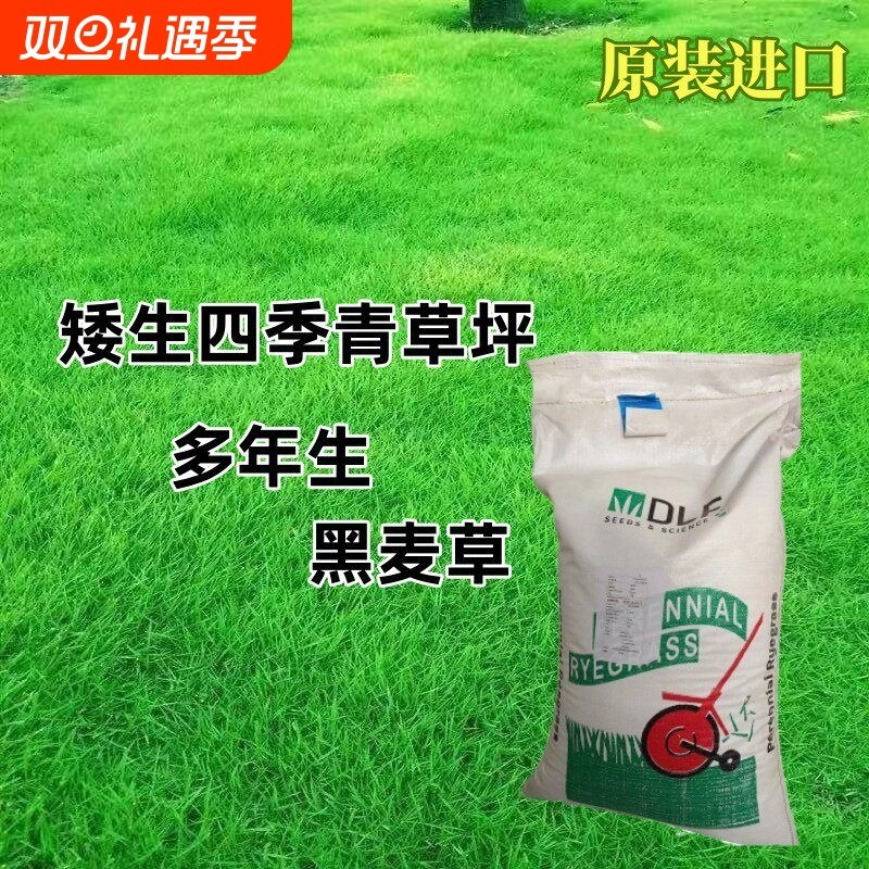 黑麦草种子草坪草籽多年生矮生耐寒四季常青庭院绿化护坡草皮种子