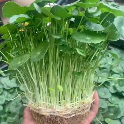 铜钱草招财水培植物办公室桌面盆栽金钱草花卉室内水养绿植吸甲醛