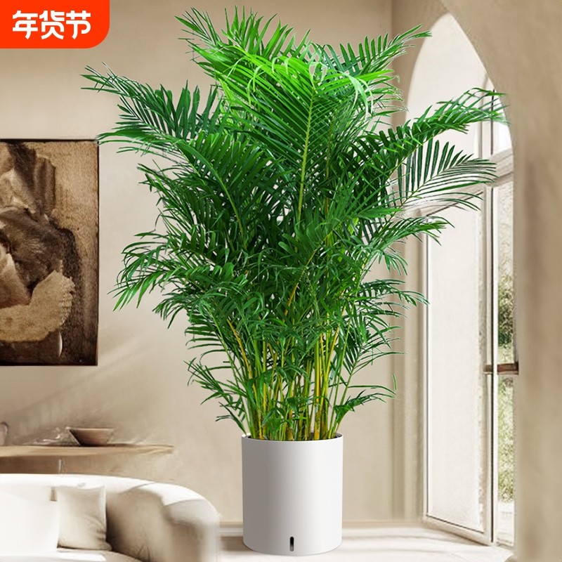 散尾葵凤尾竹盆栽落地客厅绿植大型室内富贵椰子天堂鸟好养摆放,鲜花速递/花卉仿真/绿植园艺,大型绿植/成品组合盆栽,淘宝优惠券,粉丝福利购,淘宝优惠卷