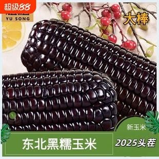 煜松东北黑糯玉米富含花青素营养黑玉米真空装2026新鲜加热即食