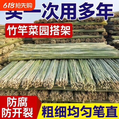 小竹杆爬藤架竹竿菜园搭架豆角竹篱笆彩旗竹竿子花架围栏竹子黄瓜