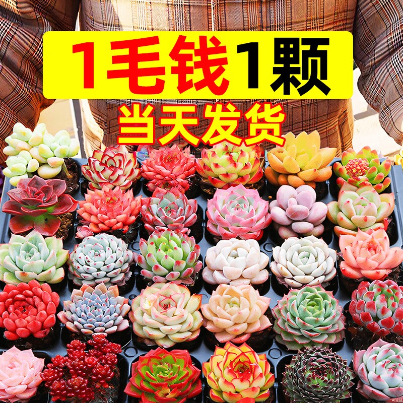 多肉植物室内盆栽大颗好养精品罕见品种名贵老桩玉露法师阳台客厅