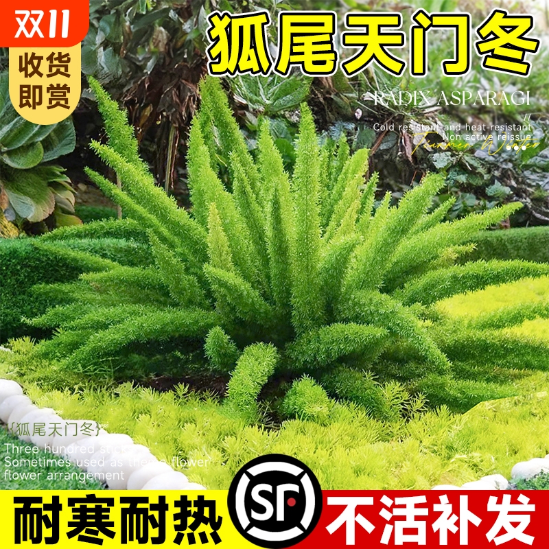 四季常青不活包补基地直销