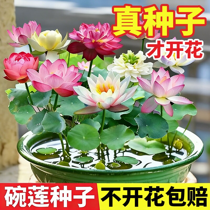 碗莲种子水培植物带花苞睡莲易播种莲室内好养四季荷花卉盆栽水养