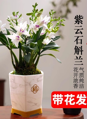 石斛兰基地直销带花苞紫云四季好养泼墨室内水培浓香花卉盆栽绿植