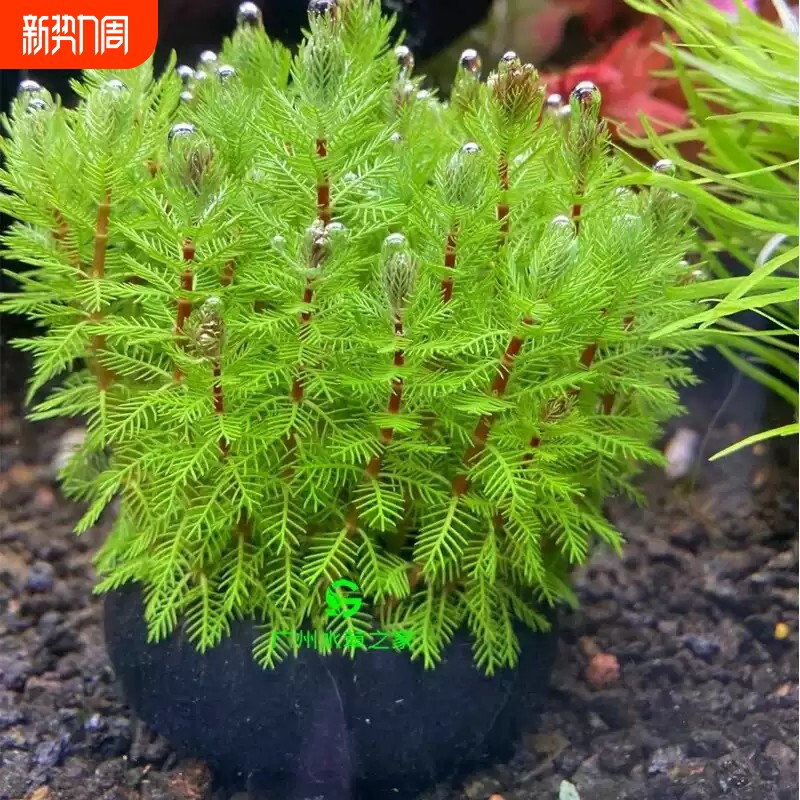狐尾藻坨草水草鱼缸水草造景鱼草缸绿植活净水新手懒人养鱼后景