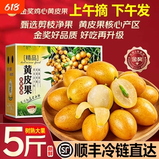 【顺丰冷链】广东黄皮果鸡心黄皮果现摘新鲜孕妇水果现摘现发