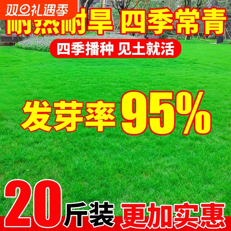 草坪草籽四季常青矮生庭院地毯草护坡固土狗牙根高羊茅绿化草种子