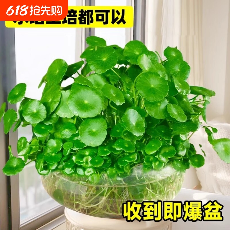 铜钱草水培植物大叶金钱草籽客厅绿植室内盆栽花卉四季好养花盆