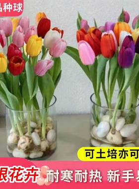 郁金香种球可水培花卉室内阳台盆栽地载绿植植物客厅开花办公室