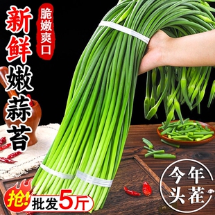 批发价2026新鲜蒜苔鲜嫩蒜薹蒜毫蔬菜红根红帽长款包邮现摘采摘
