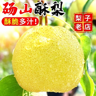 年货节 包邮 砀山梨汤山梨10斤酥梨梨子香雪梨应季 水果梨新鲜整箱