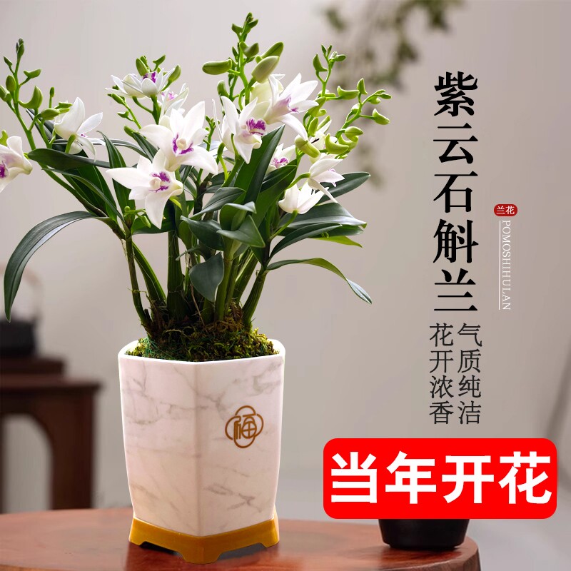 石斛花苗兰基地紫云好养泼墨室内水培当年开花卉盆栽绿植带花香水图片