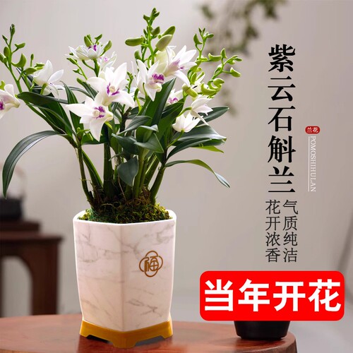 石斛花苗兰基地紫云好养泼墨室内水培当年开花卉盆栽绿植带花香水