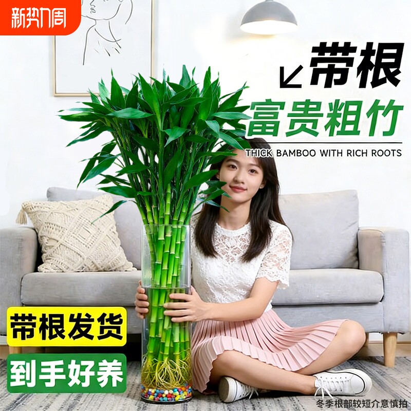 带根富贵竹水培植物客厅粗竹海南发水养花卉盆栽栽绿植萝室内好养