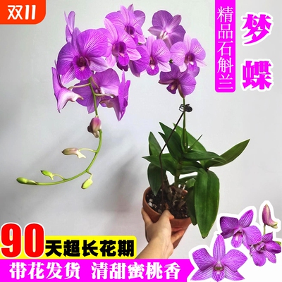 带花苞梦蝶秋石斛浓香泼墨石斛兰花苗室内好养可水培绿植盆栽花卉