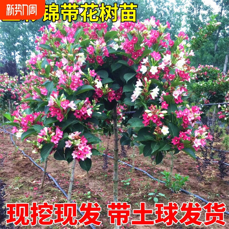 五彩锦带花树苗盆栽锦带小苗庭院大型耐寒风景树高杆地栽花卉苗木